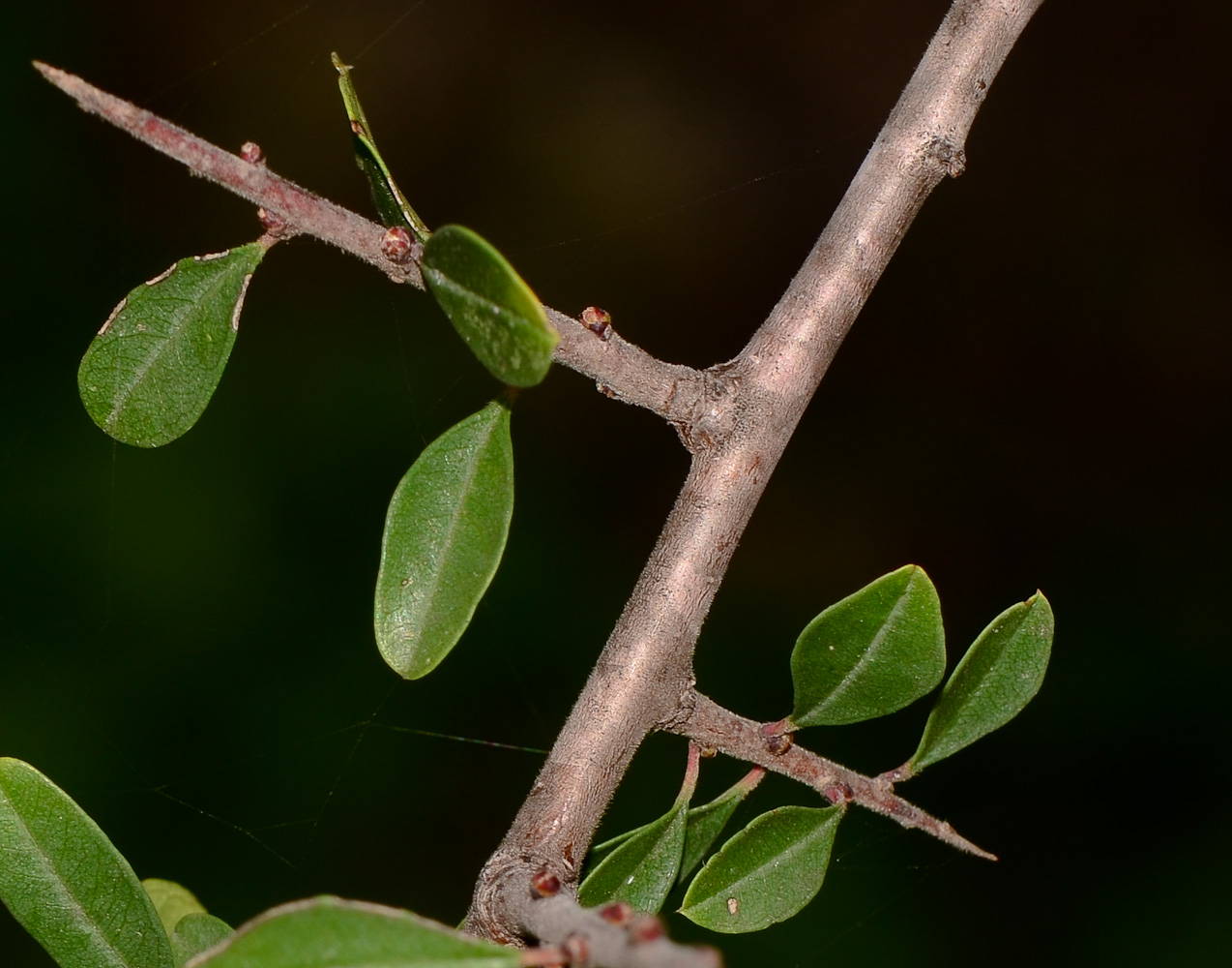 Изображение особи Rhamnus lycioides.