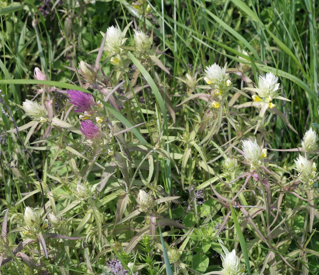 Image of Melampyrum argyrocomum specimen.