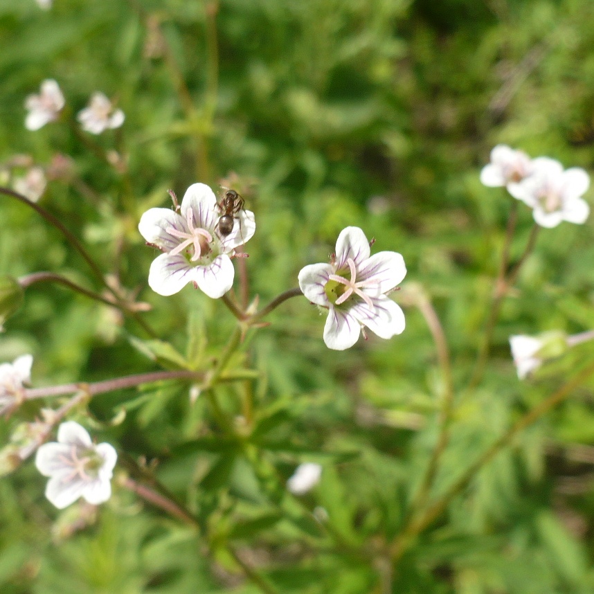 Изображение особи Geranium asiaticum.