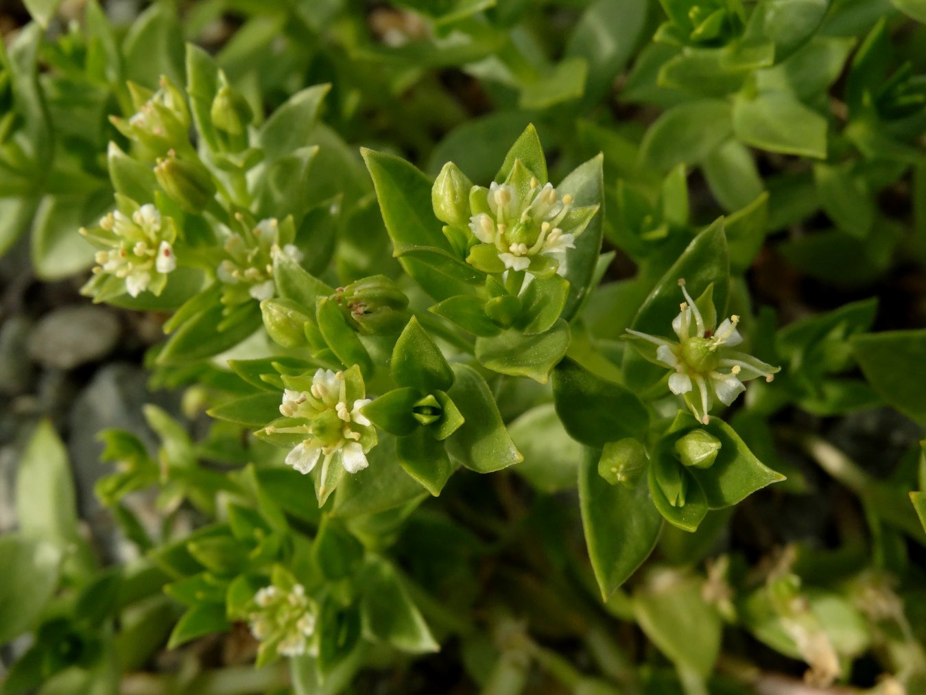 Изображение особи Honckenya peploides ssp. major.