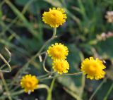 Tanacetum sclerophyllum