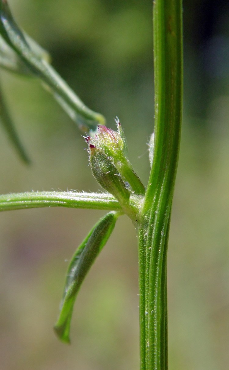 Image of Vicia cracca specimen.