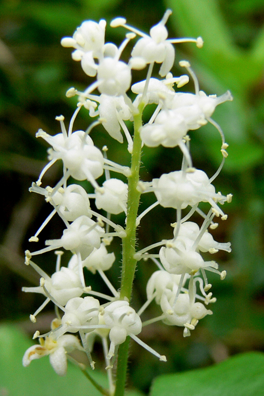 Изображение особи Maianthemum bifolium.