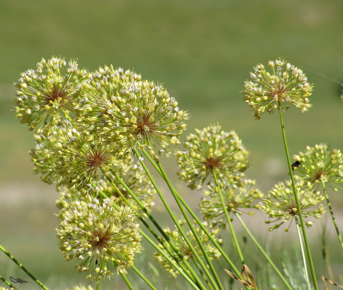 Image of Allium eriocoleum specimen.