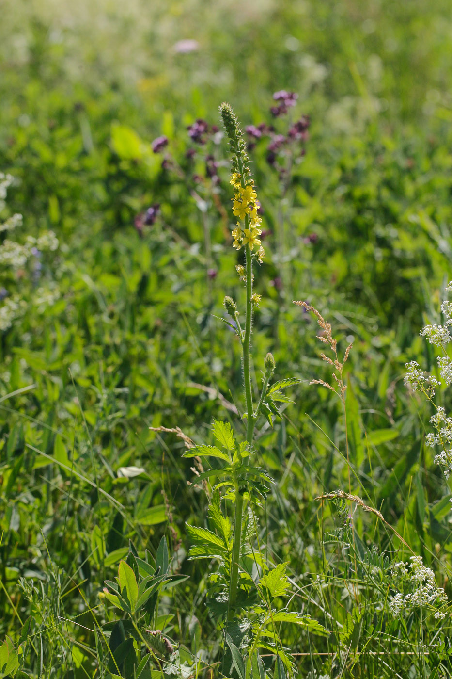 Image of Agrimonia asiatica specimen.