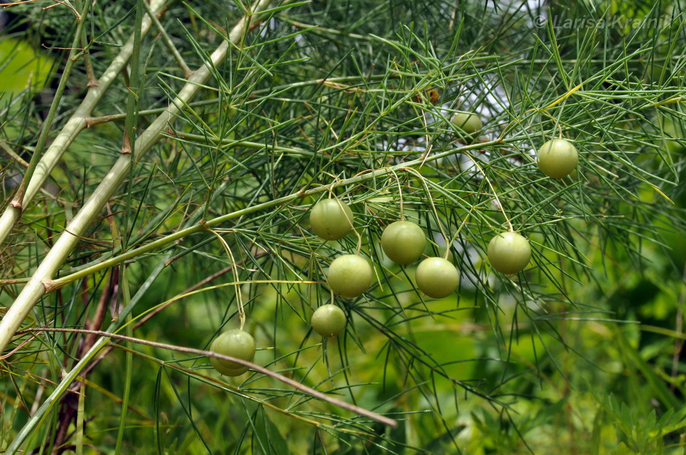 Изображение особи Asparagus oligoclonos.