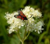 Filipendula vulgaris