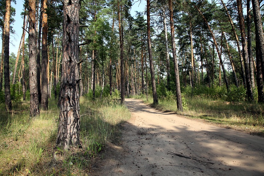 Изображение особи Pinus sylvestris.