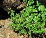 Epilobium algidum