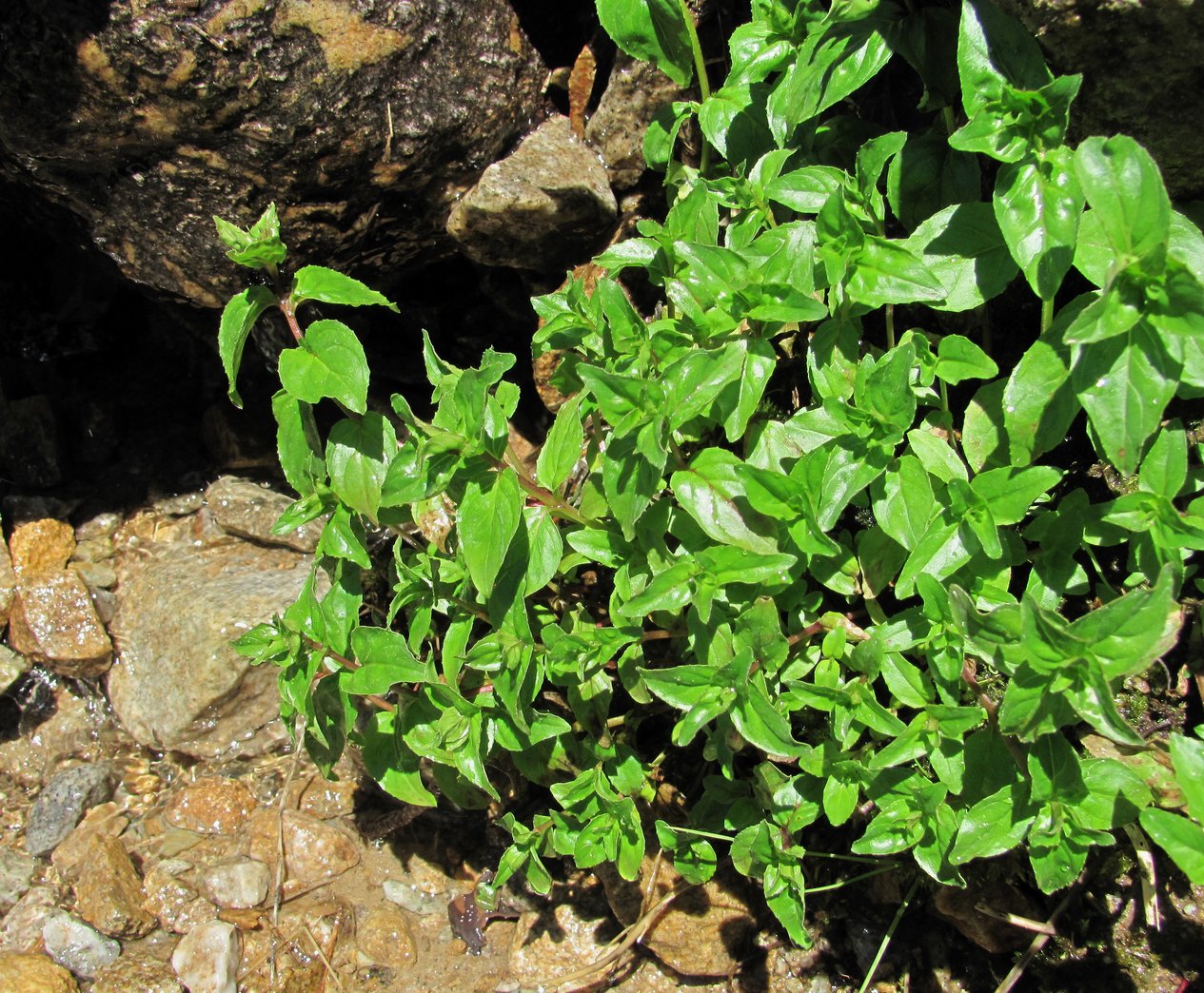 Image of Epilobium algidum specimen.