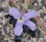 Matthiola fruticulosa var. bolleana