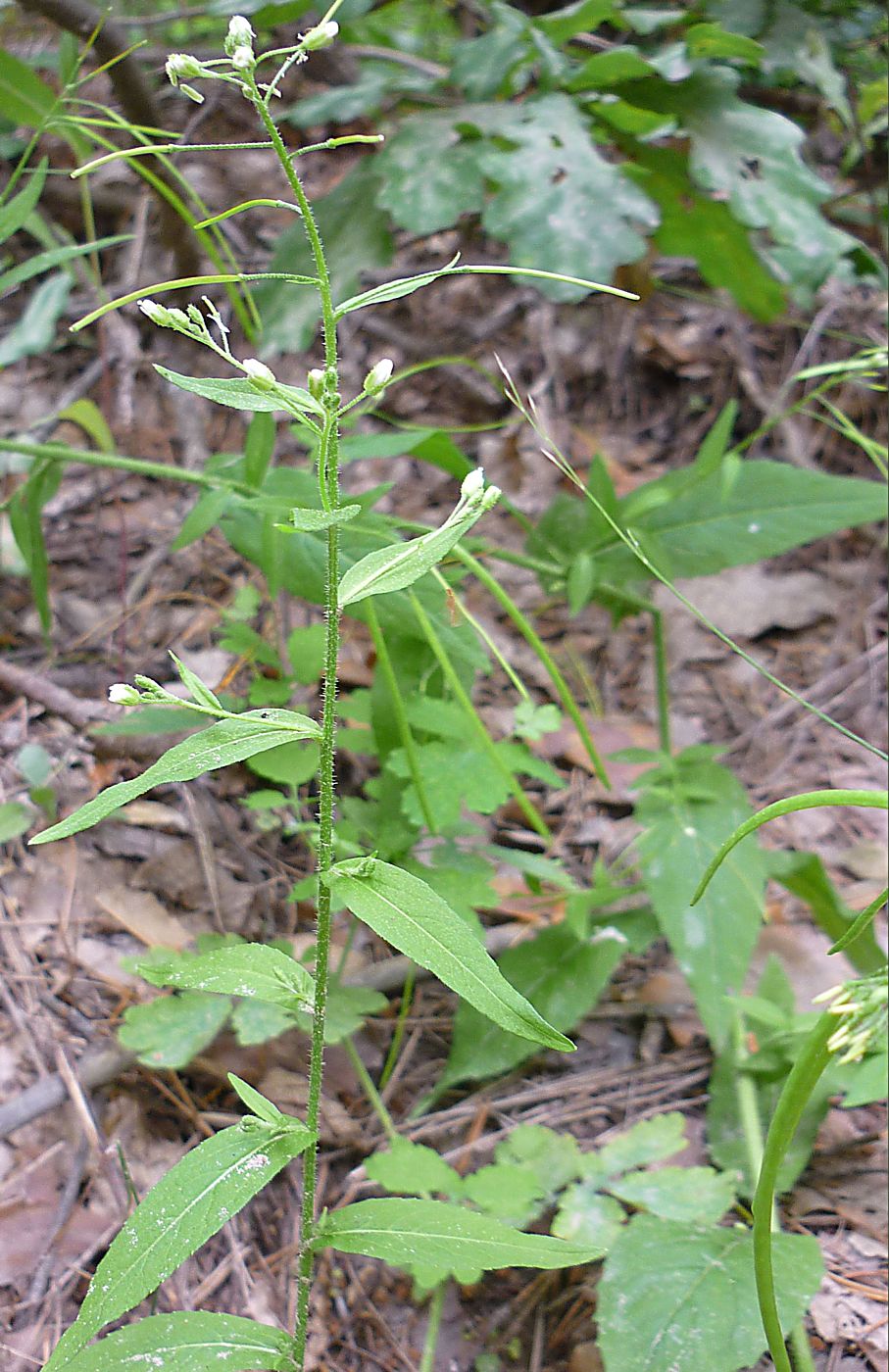 Image of Arabis pendula specimen.