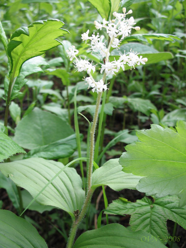 Изображение особи Smilacina hirta.