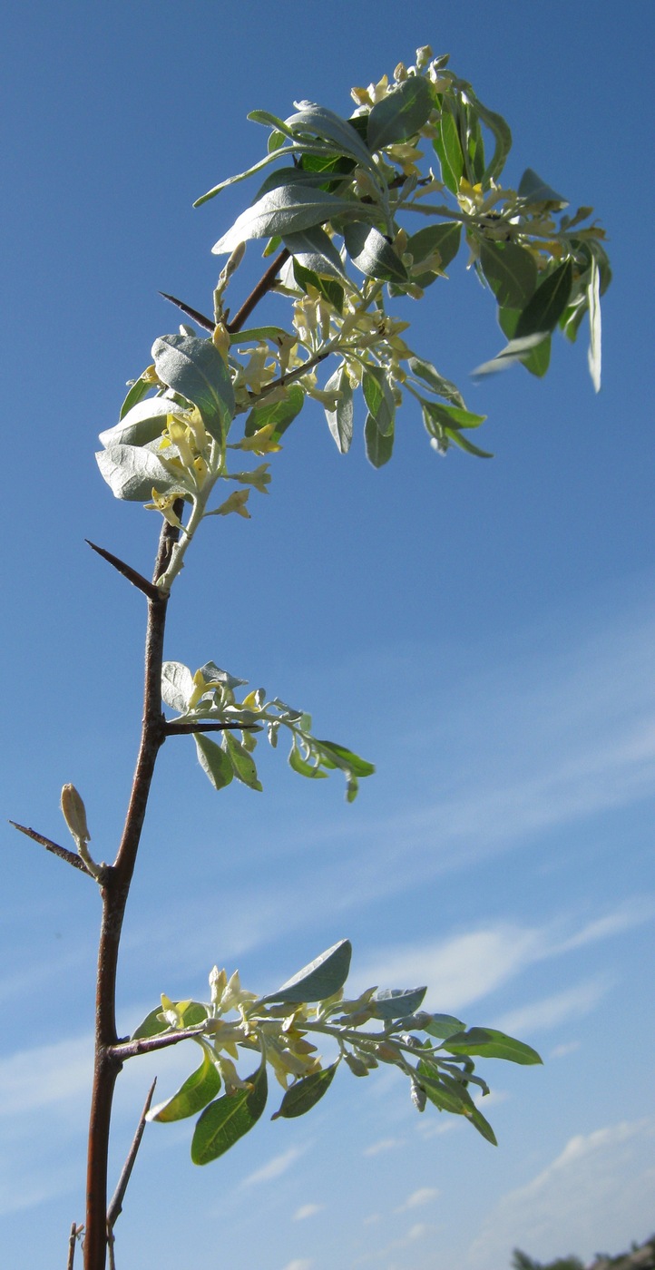 Изображение особи Elaeagnus angustifolia.