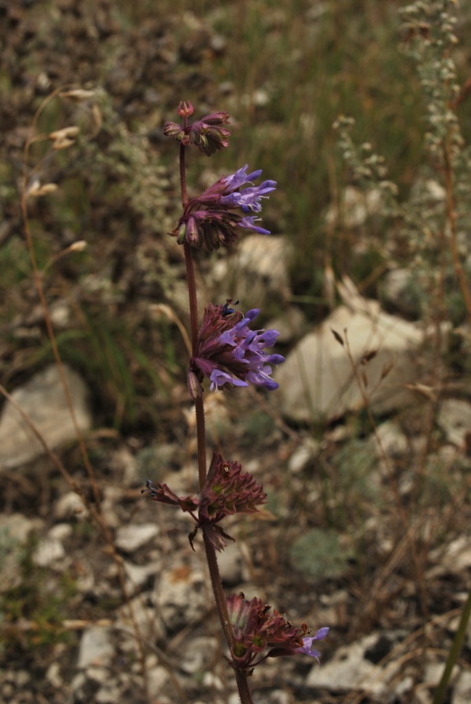 Изображение особи Salvia verticillata.