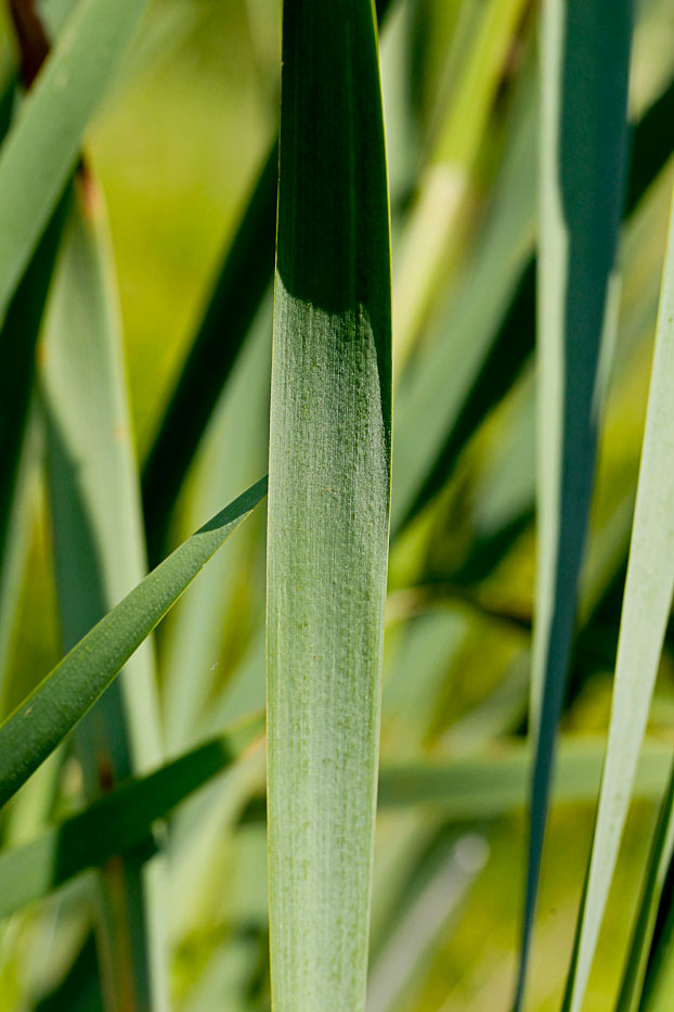 Изображение особи Typha latifolia.