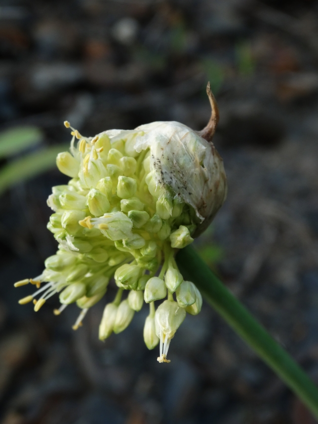 Image of Allium condensatum specimen.