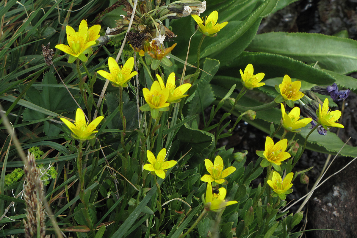 Image of Saxifraga stenophylla specimen.