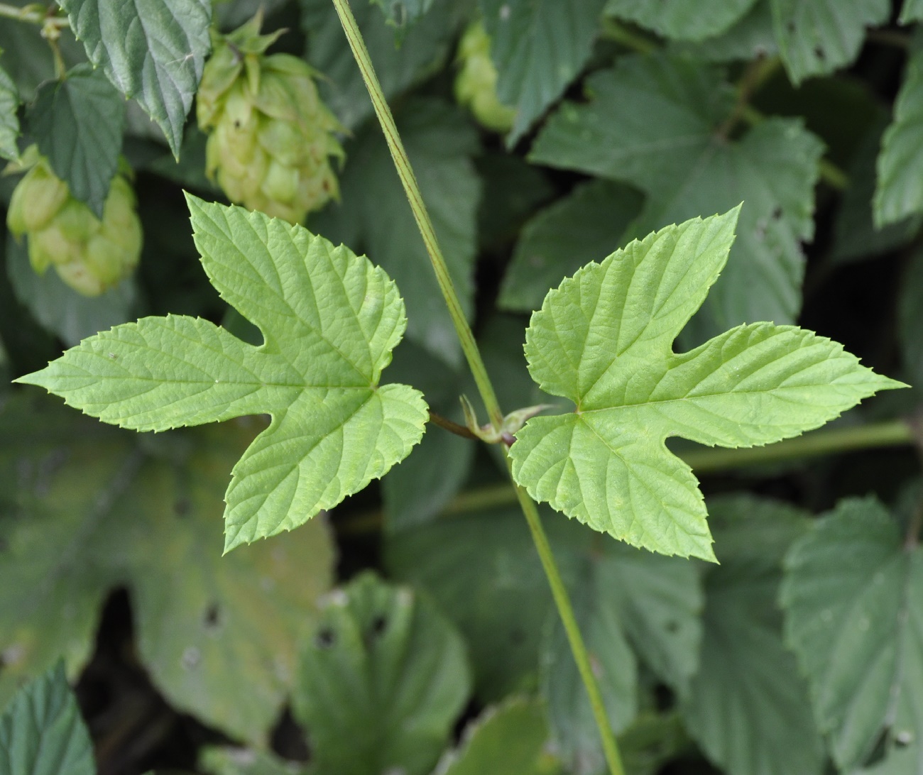 Image of Humulus lupulus specimen.
