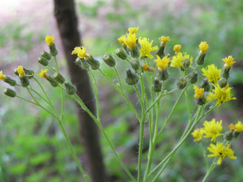 Image of genus Pilosella specimen.