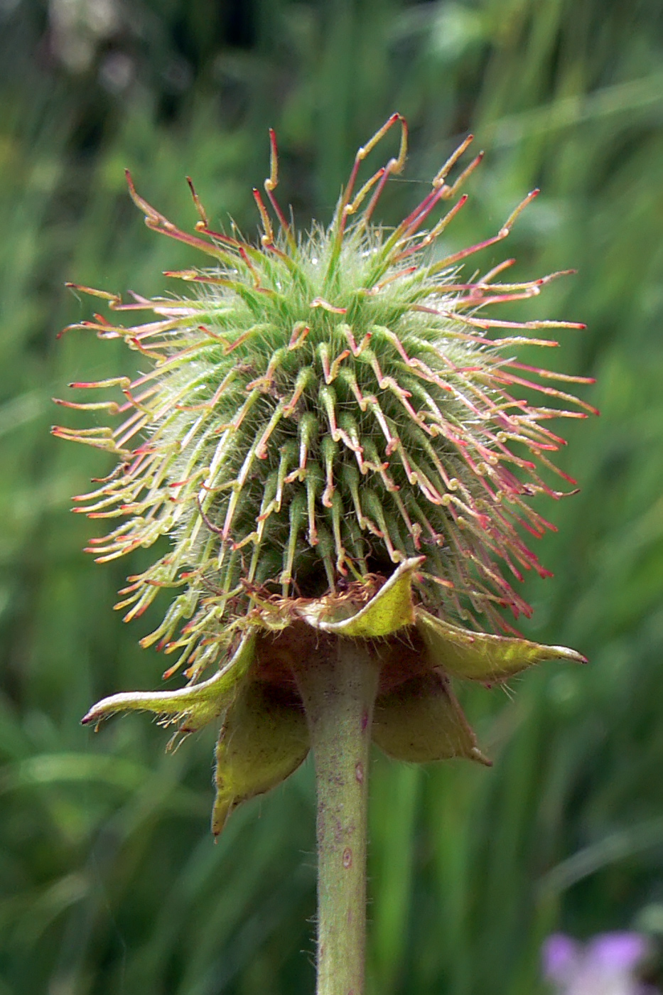 Изображение особи Geum aleppicum.