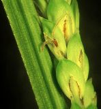 Carex appendiculata