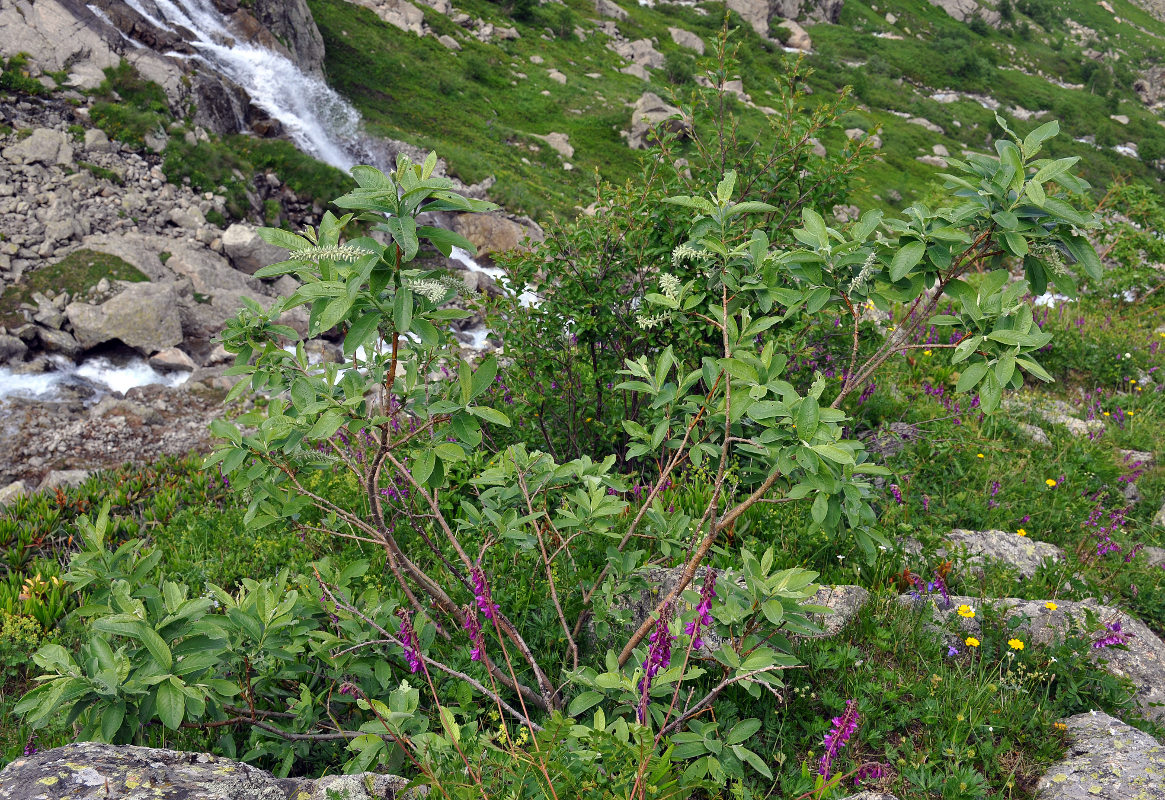 Изображение особи Salix caprea.