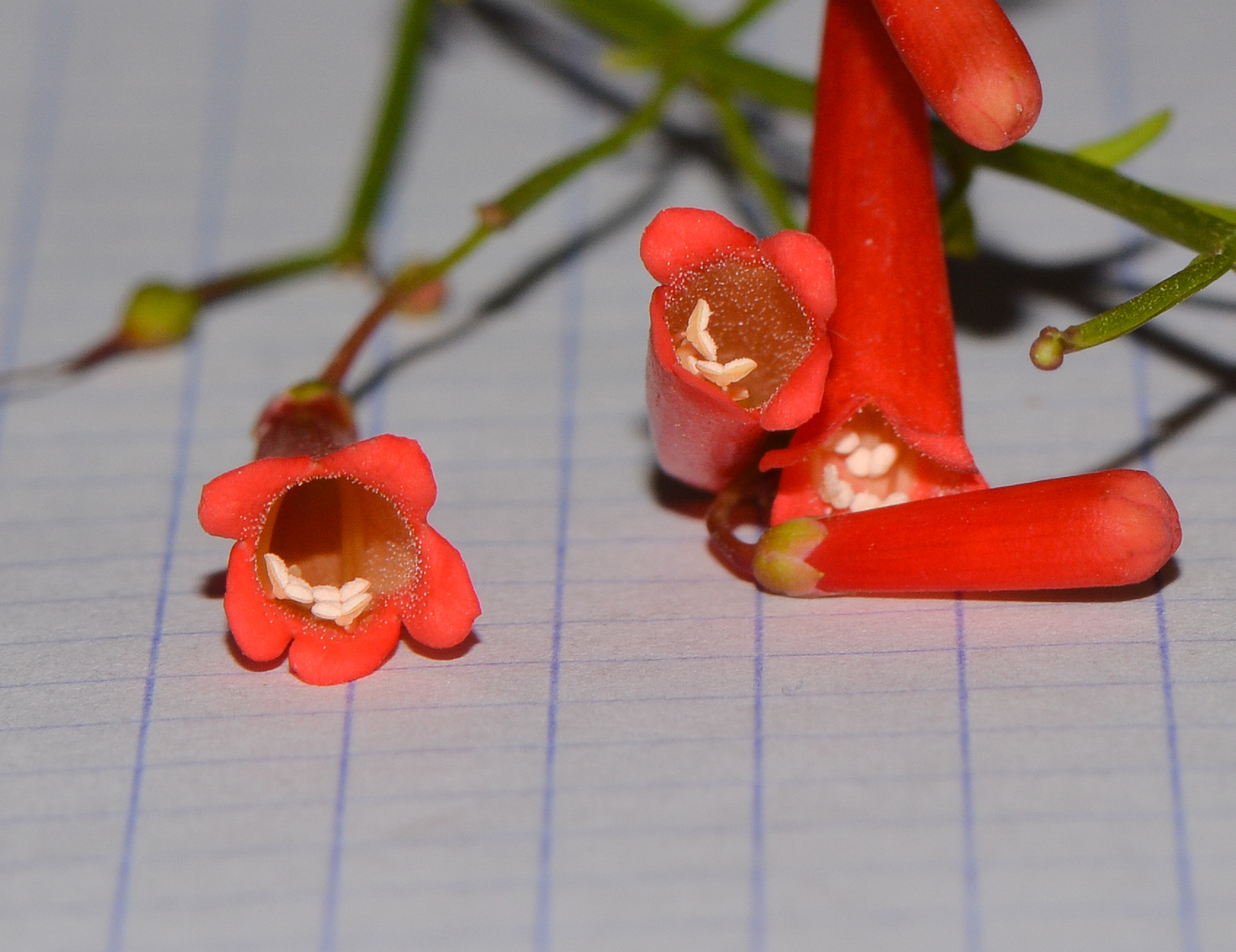 Image of Russelia equisetiformis specimen.