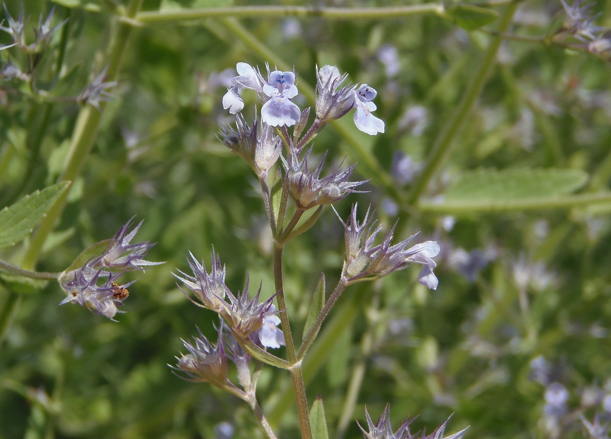 Image of Nepeta parviflora specimen.