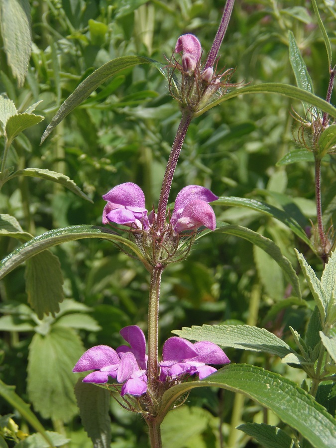 Image of Phlomis pungens specimen.