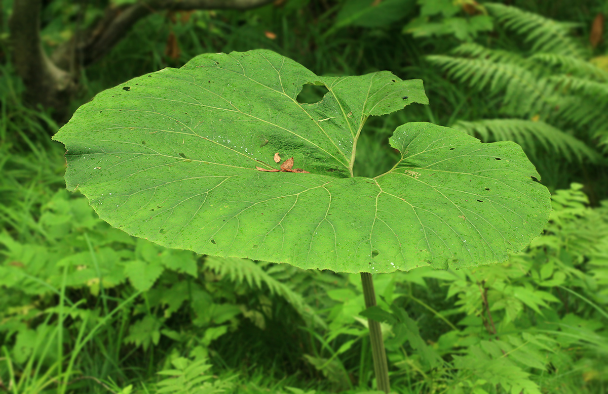 Image of Petasites amplus specimen.