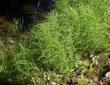 Equisetum arvense. Вегетирующие растения. Восточный Казахстан, Кокпектинский р-н, 25 км в горы от с. Пантелеймоновка, 1000 м н.у.м., берег ручья. 16.06.2016.