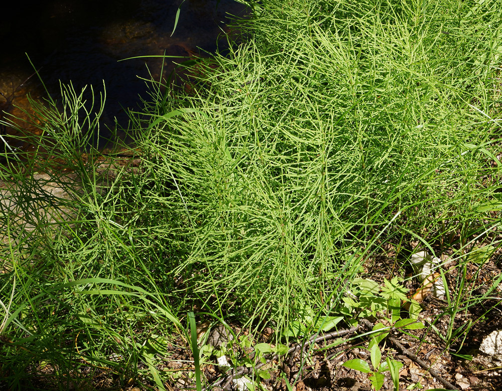 Изображение особи Equisetum arvense.