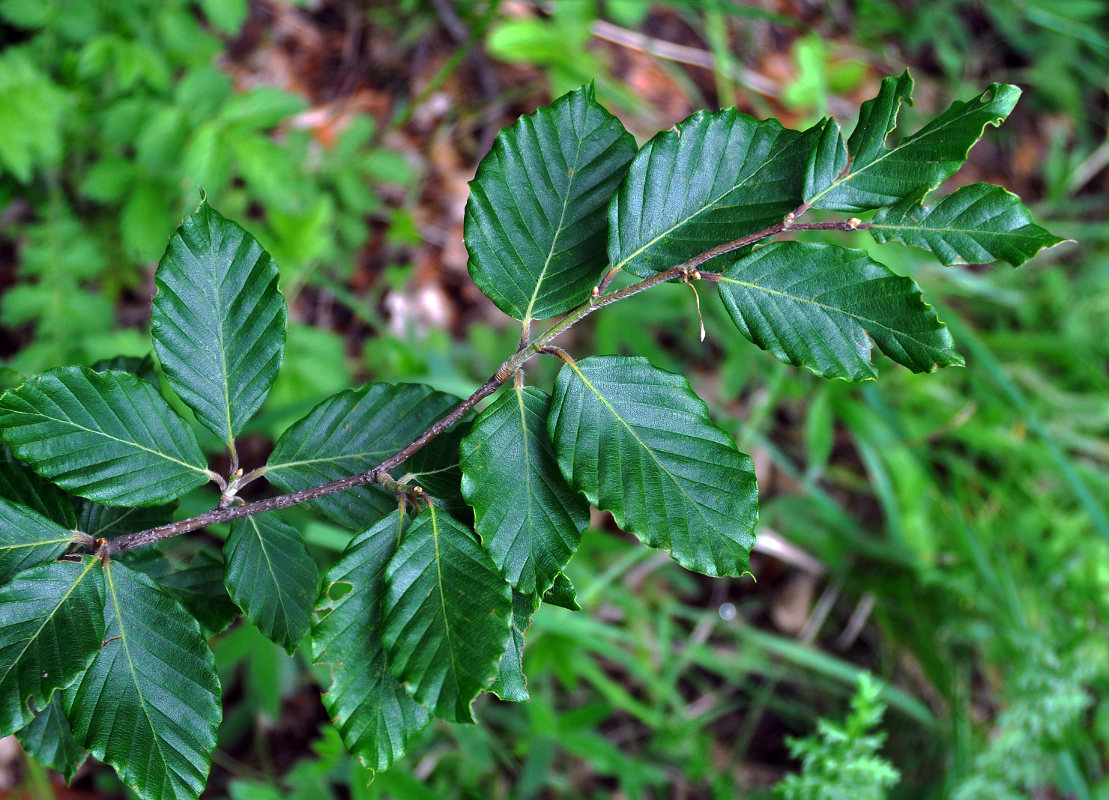 Изображение особи Fagus &times; taurica.