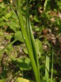 Anacamptis laxiflora subspecies elegans. Часть стебля и лист. Украина, г. Запорожье, возле Детской железной дороги, в зарослях тростника. 04.06.2016.