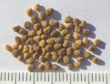 Image of taxon representative. Author is Сергей Банкетов