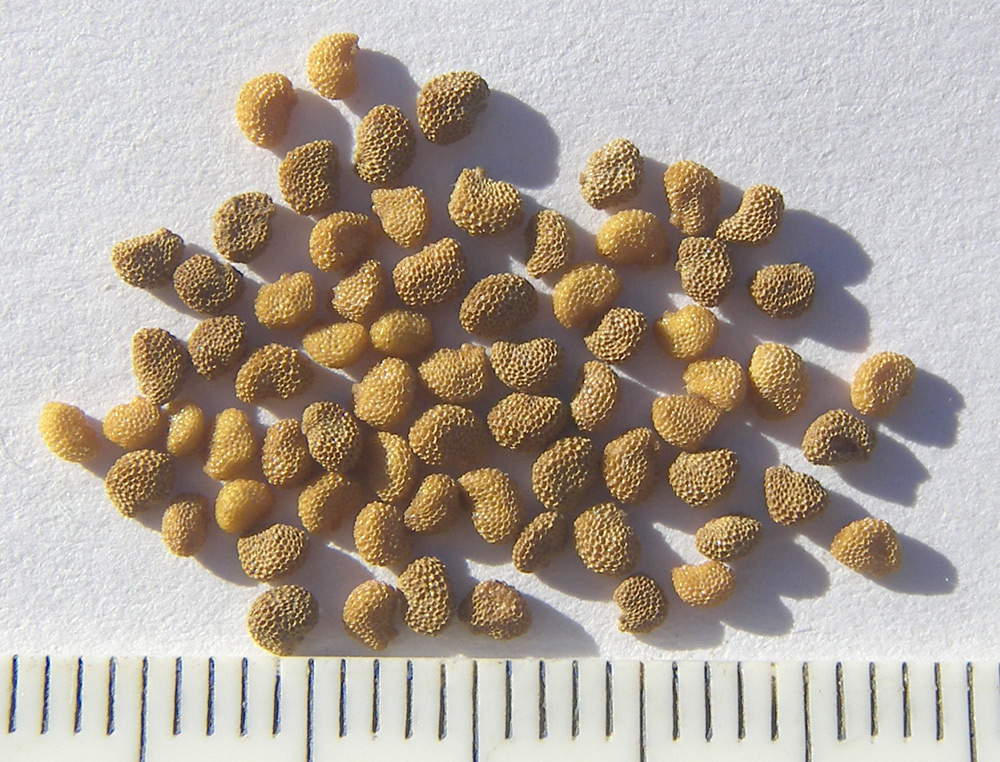 Image of Scopolia caucasica specimen.