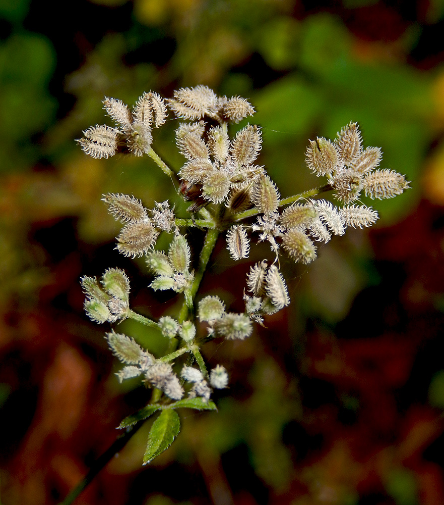 Image of Torilis arvensis specimen.