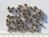Eremurus stenophyllus
