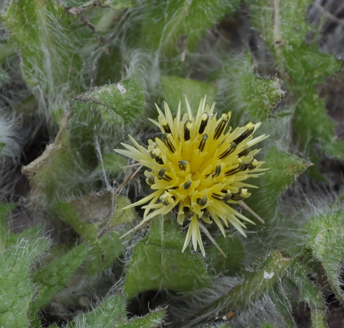 Image of Centaurea benedicta specimen.