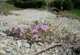 Thymus dubjanskyi