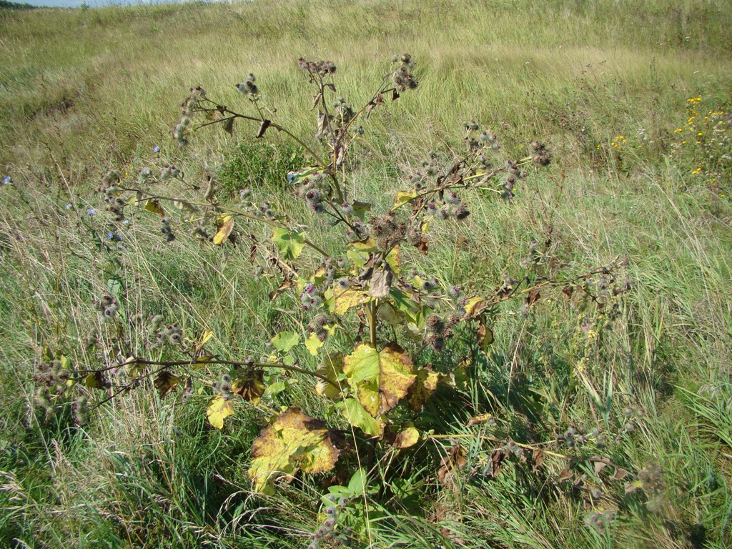 Изображение особи Arctium tomentosum.