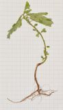 Phyllanthus amarus. Извлечённое из субстрата цветущее и плодоносящее растение. Таиланд, о-в Пхукет, курорт Карон, полоса зелёных насаждений вдоль пляжа. 18.01.2017.