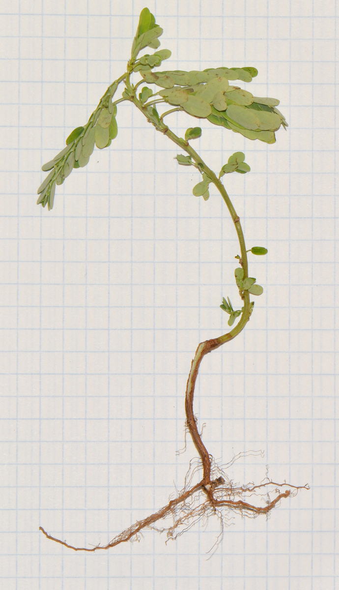Image of Phyllanthus amarus specimen.