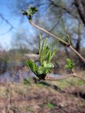 Sambucus nigra. Верхушка побега. Украина, Житомирская обл., г. Новоград-Волынский, правый берег р. Случь, в р-не Житомирского моста. 02.04.2017.