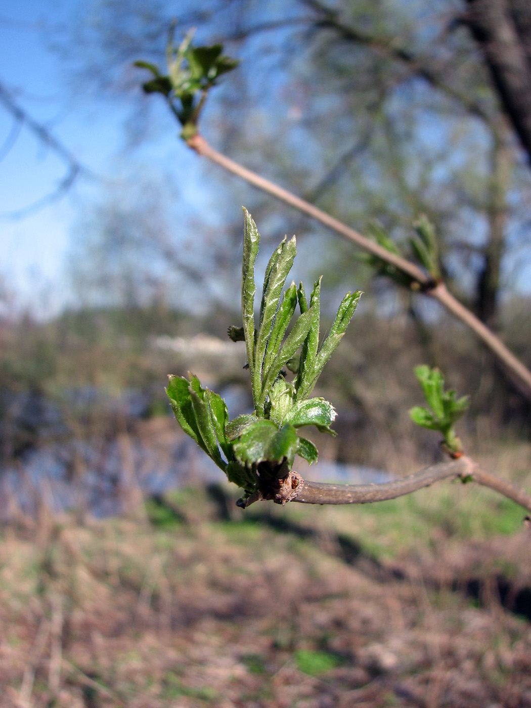 Изображение особи Sambucus nigra.