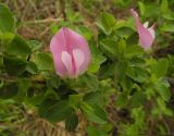 Ononis spinosa