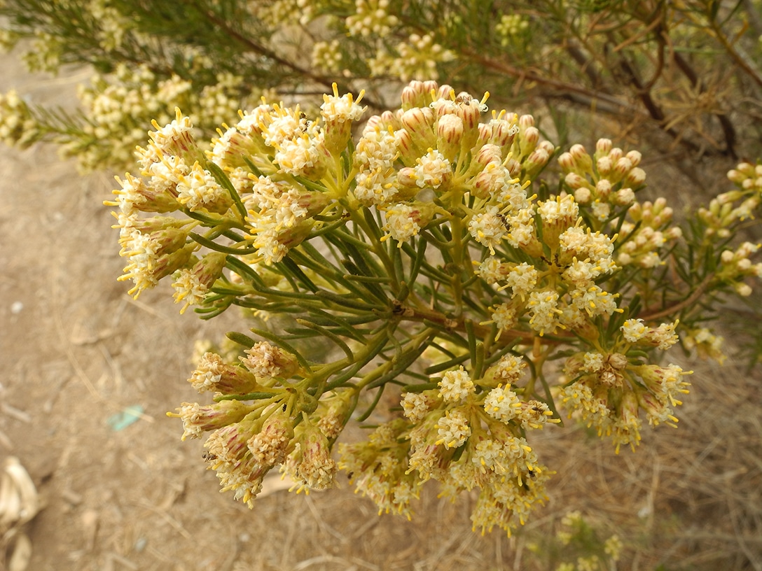 Image of Baccharis linearis specimen.