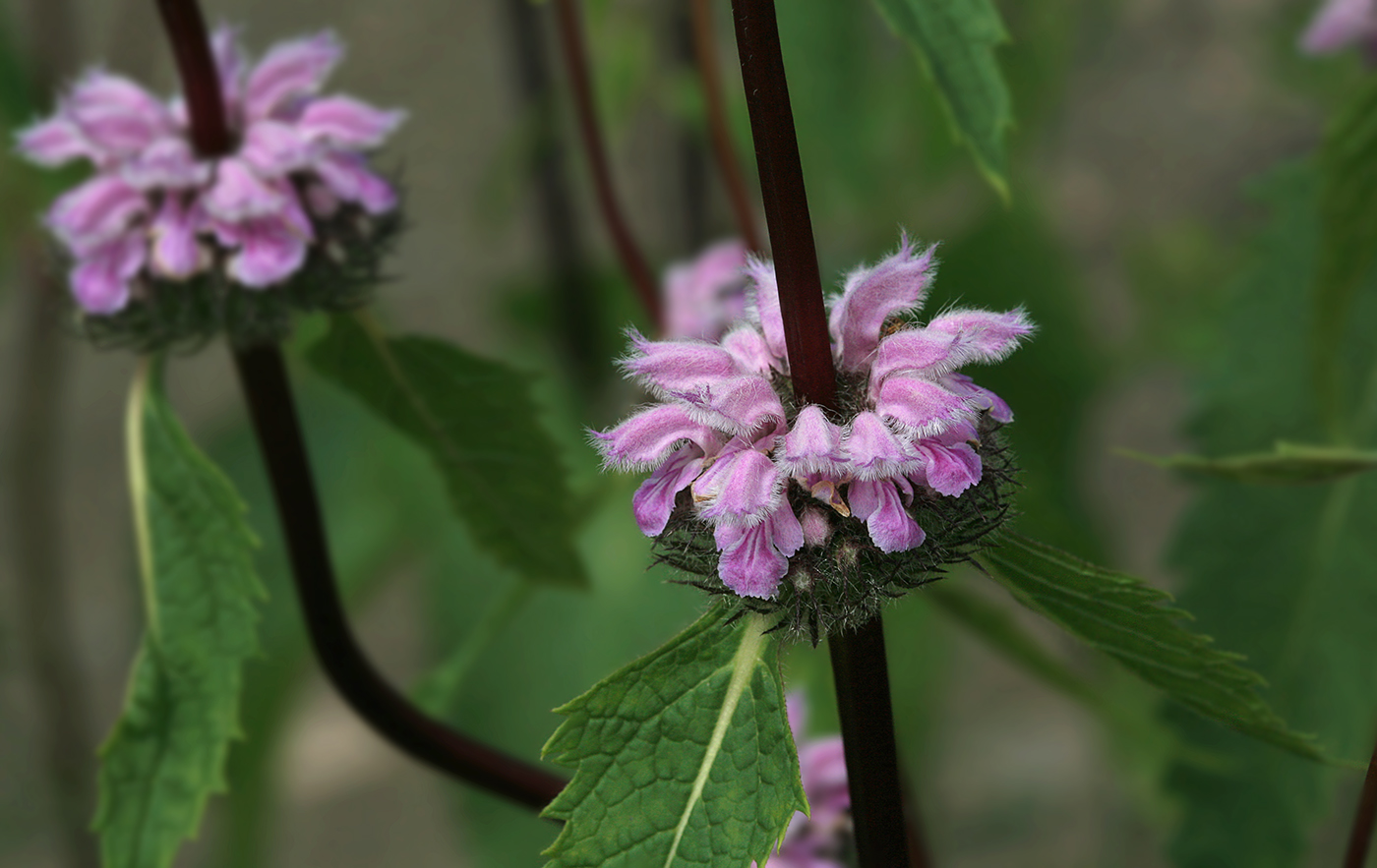 Изображение особи Phlomoides tuberosa.