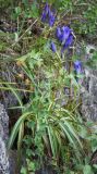 Gentiana decumbens